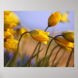 Póster Close-up of daffodils