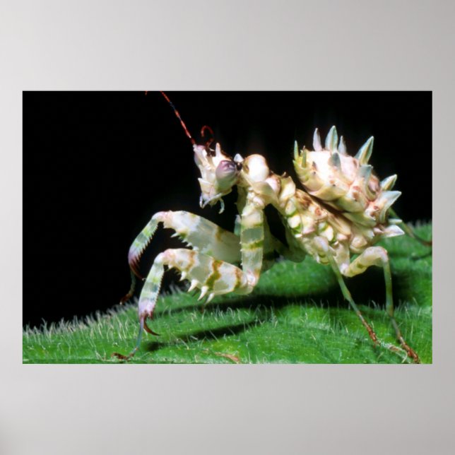 Póster Close-Up Of Hottentot Mantis (Frente)