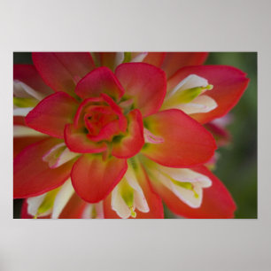 Póster Close-up of Indian Paint Brush near Gay Hill,