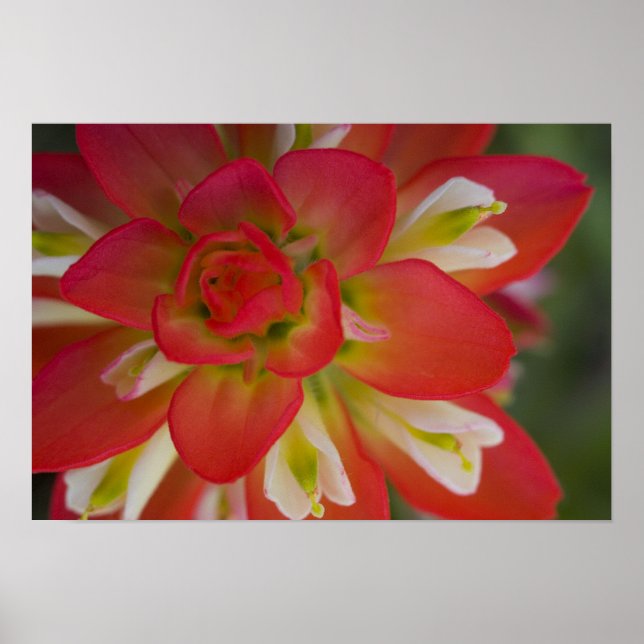 Póster Close-up of Indian Paint Brush near Gay Hill, (Frente)
