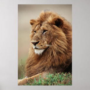 Póster Close-up of male Lion