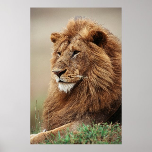 Póster Close-up of male Lion (Frente)