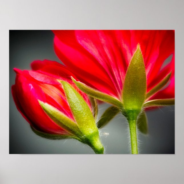 Póster Close-up of vining geranium from back of flower (Frente)
