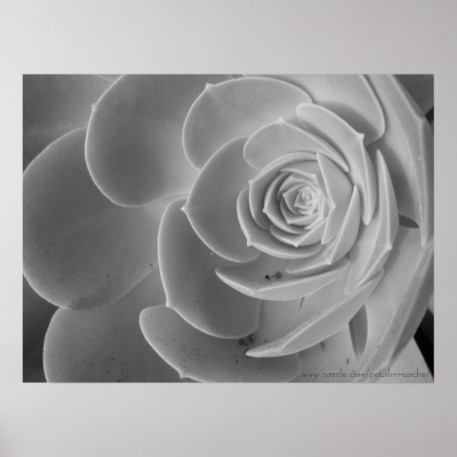 Póster Close-Up Poster (Frente)