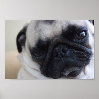Póster Close-up Pug Poster