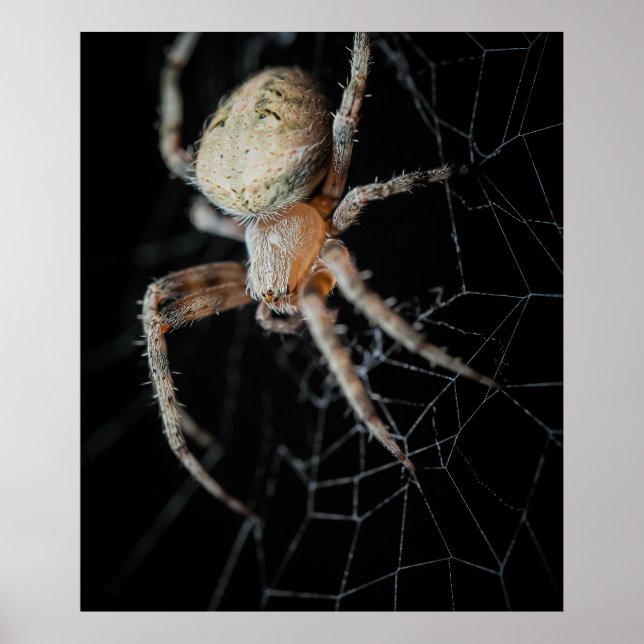 Póster Close-Wonder: La araña de los jardines europeos (Frente)