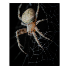 Póster Close-Wonder: La araña de los jardines europeos