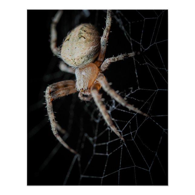 Póster Close-Wonder: La araña de los jardines europeos (Anverso)