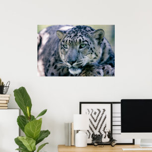Póster Closeup de Snow Leopard