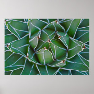 Póster Closeup photo of green and white plant