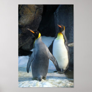 Póster Closeup Photo of Two king  Penguins