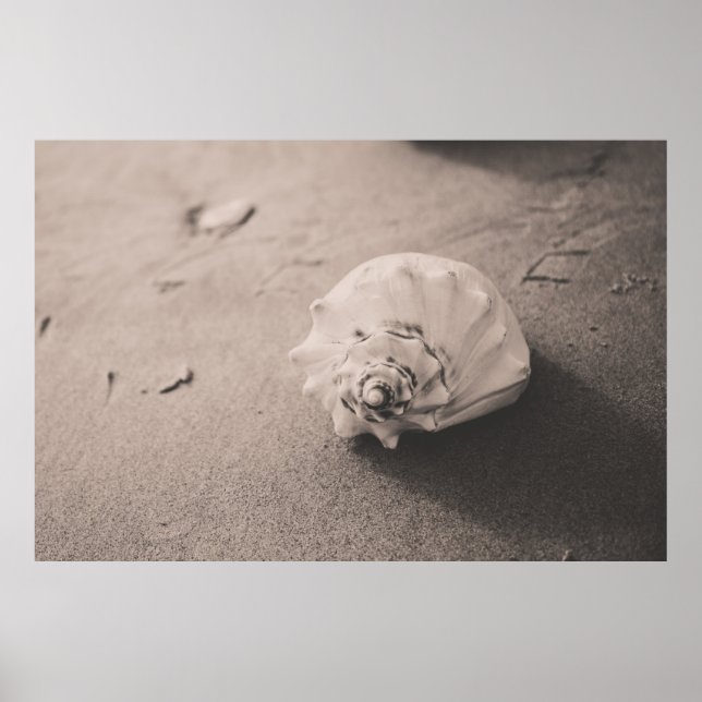 Póster Closeup photo of white seashell on sand (Frente)