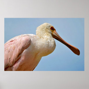 Póster Closeup Roseate Spoonbill