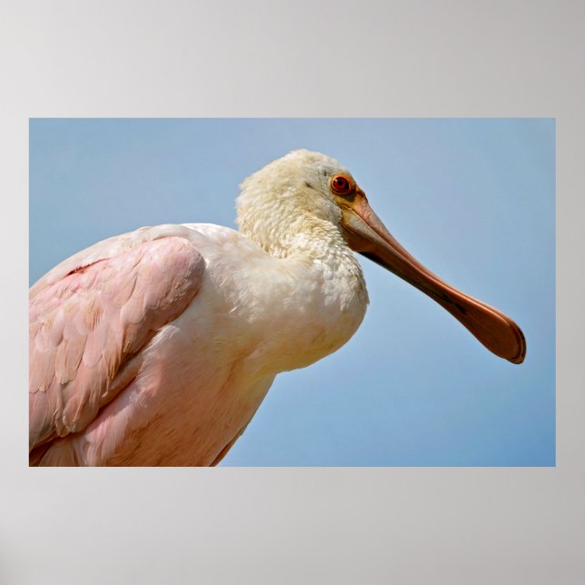 Póster Closeup Roseate Spoonbill (Frente)