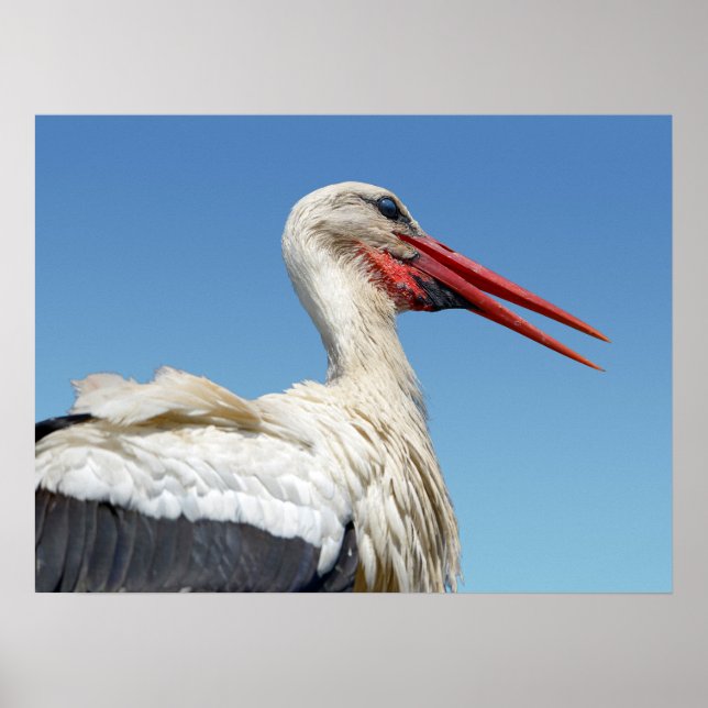 Póster Closeup white stork (Frente)