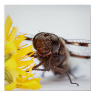 Póster Cloup Dragonfly Face y Yellow Dandelion Flower