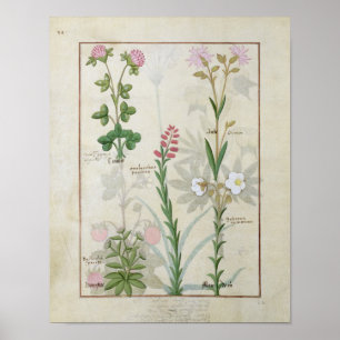 Póster Clover rojo y Aube Bellidis Onobrychis & Hyssopus