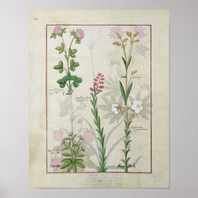 Póster Clover rojo y Aube Bellidis Onobrychis & Hyssopus (Frente)