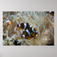 Clown Fish in Reef
