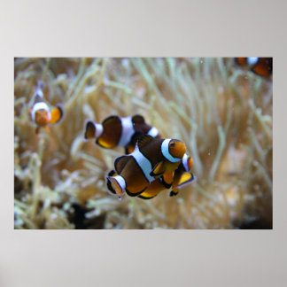 Póster Clown Fish in Reef