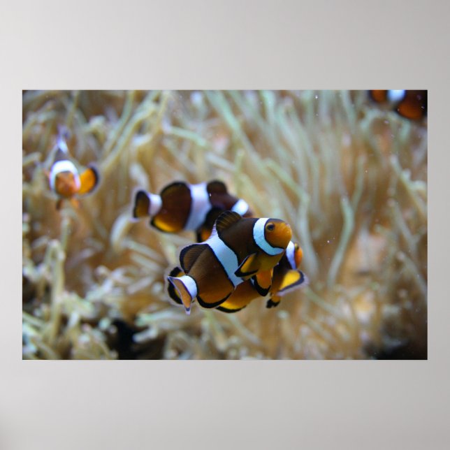 Póster Clown Fish in Reef (Frente)