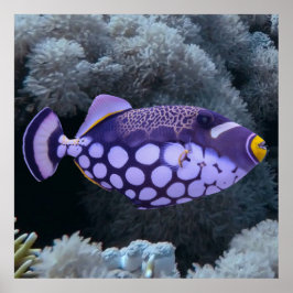 Póster Clown Triggerfish