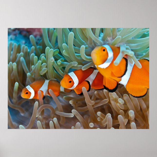 Póster Clownfish (Frente)