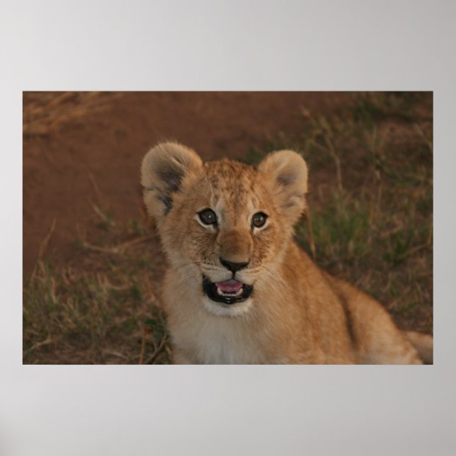 Póster Club de leones en Masai Mara (Frente)