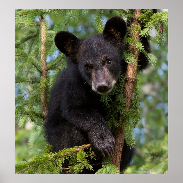 Póster Club de oso negro jugando en árboles (Frente)