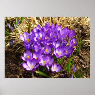 Póster Clúster de Crocuses Púrpura Floral Primavera