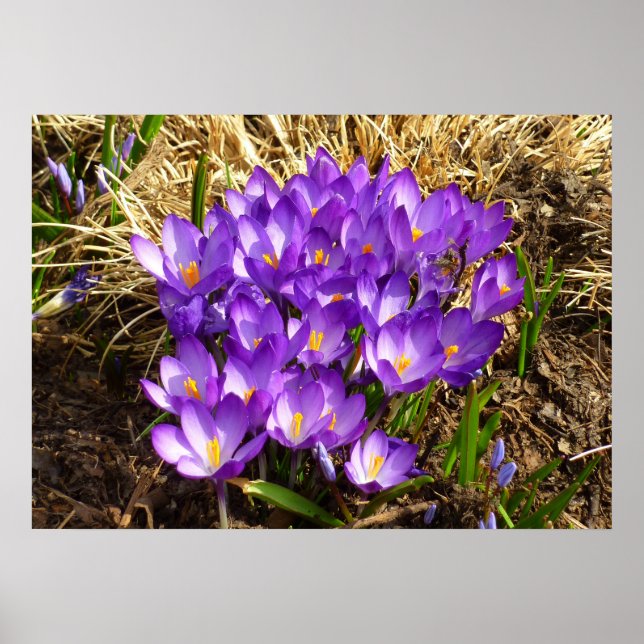 Póster Clúster de Crocuses Púrpura Floral Primavera (Frente)