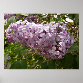 Póster Clúster de Floral Primaria de Lilac Blossoms