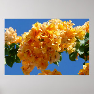 Póster Clúster de la Floral Dorada de Bougainvillea