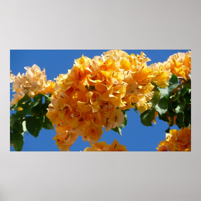 Póster Clúster de la Floral Dorada de Bougainvillea (Frente)