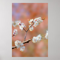 Clusters De Flores De Ápricot Japonesas