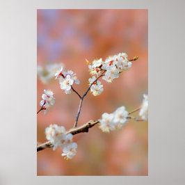 Póster Clusters De Flores De Ápricot Japonesas