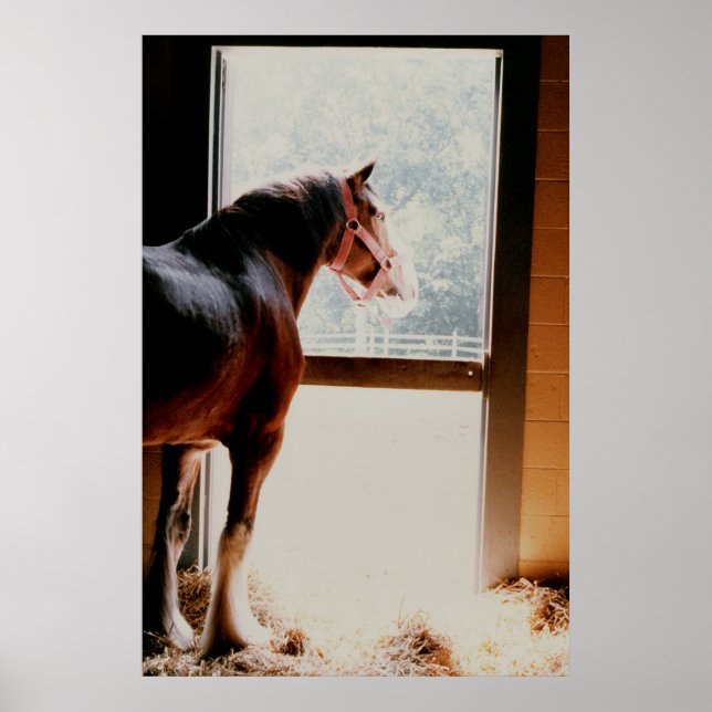 Póster Clydesdale (Frente)