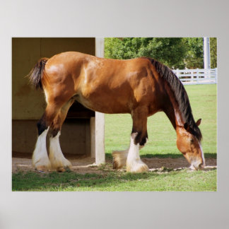 Póster Clydesdale
