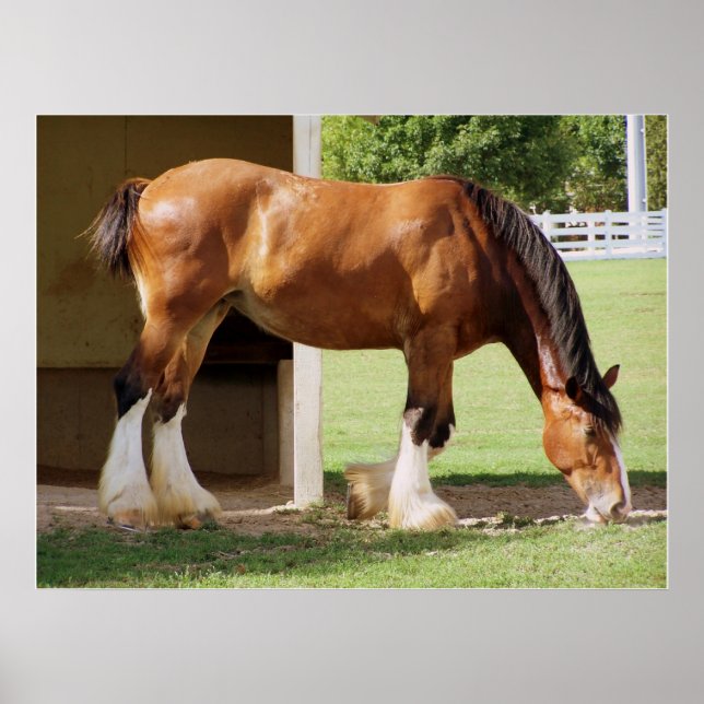 Póster Clydesdale (Frente)