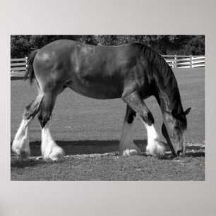 Póster Clydesdale blanco y negro