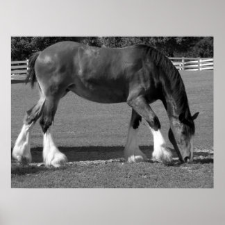 Póster Clydesdale blanco y negro