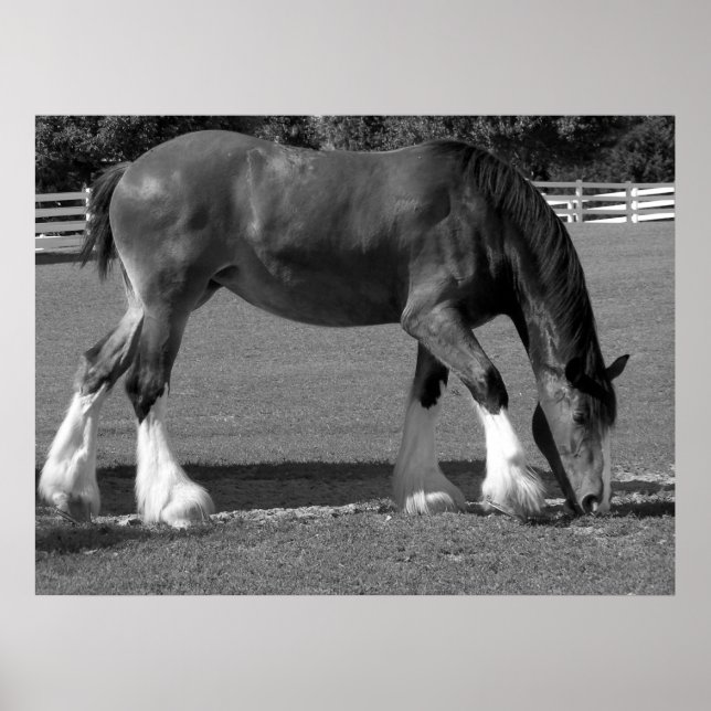 Póster Clydesdale blanco y negro (Frente)