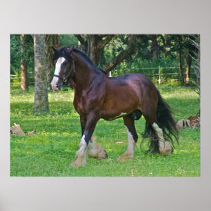 Póster Clydesdale Horse