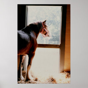 Póster Clydesdale majestuoso
