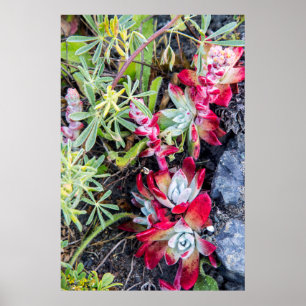 Póster Coast Dudleya At Point Reyes National Seashore