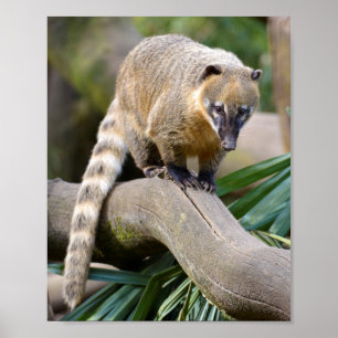 Póster Coati con cola de anillo en una sucursal