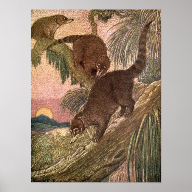 Póster Coatimundi de Louis Sargent, animales salvajes de  (Frente)