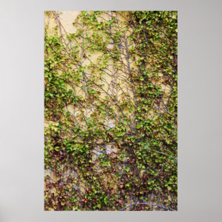 Póster Cobertura de pared - Irlanda