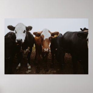 PÓSTER COBERTURA DE VACAS