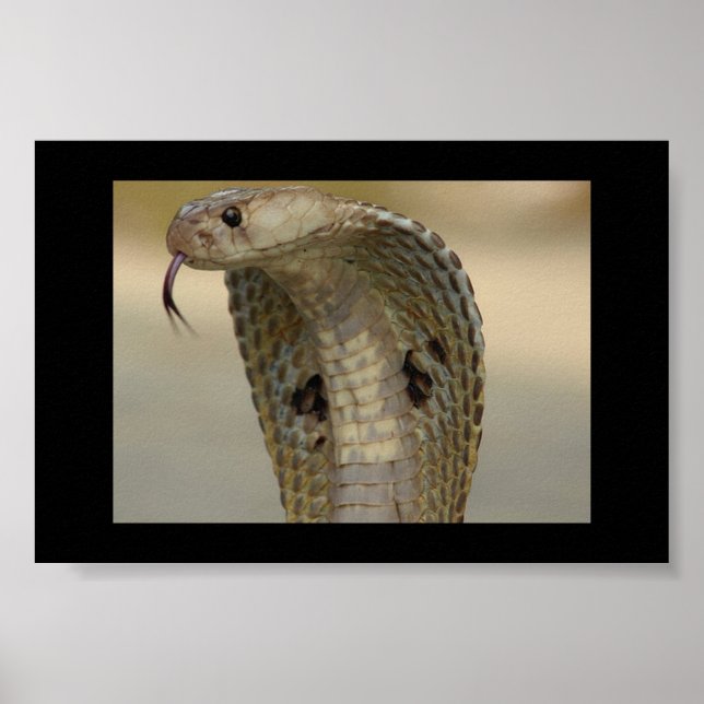 PÓSTER COBRA (Frente)